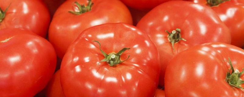 西红柿怎么剪枝（盆栽小西红柿怎么剪枝）