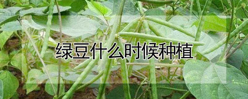 绿豆什么时候种植（绿豆什么时候种植最好）