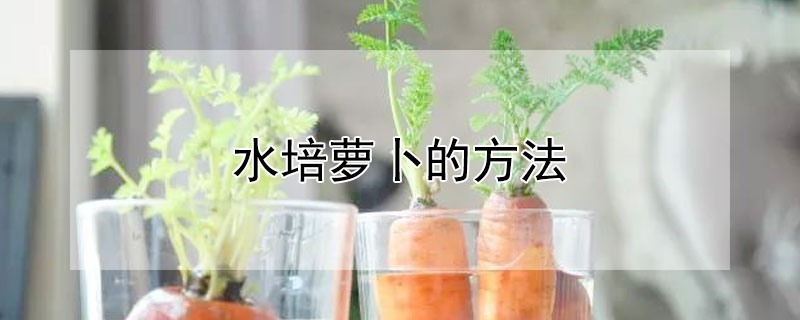 水培萝卜的方法（水培萝卜的方法和注意事项）
