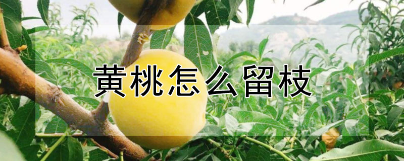 黄桃怎么留枝（黄桃怎么留枝才能结果）