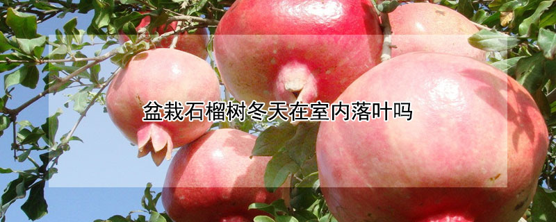 盆栽石榴树冬天在室内落叶吗 盆栽石榴树冬天在室内落叶吗