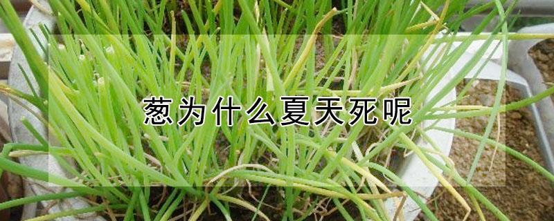 葱为什么夏天死呢 种葱为什么会死