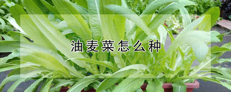 油麦菜怎么种 油麦菜怎么种植方法