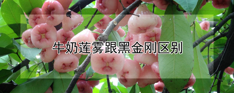 牛奶莲雾跟黑金刚区别（莲雾和黑金刚莲雾的区别）