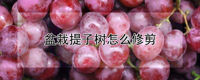 盆栽提子树怎么修剪 盆栽提子树怎么修剪枝条