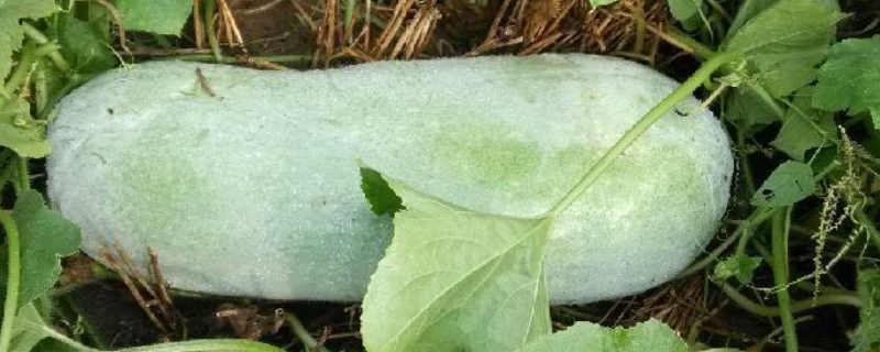 怎样使冬瓜籽快速发芽（怎样使冬瓜籽快速发芽视频）