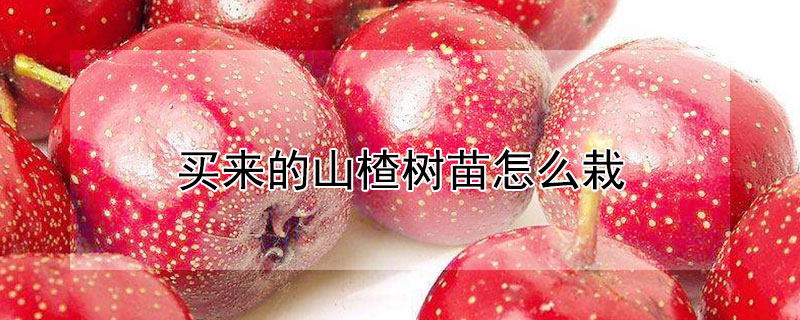 买来的山楂树苗怎么栽（怎样栽山楂树苗）