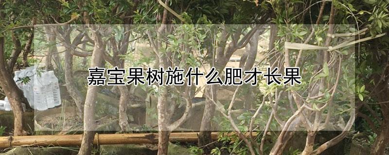 嘉宝果树施什么肥才长果 嘉宝果树施什么肥长的快