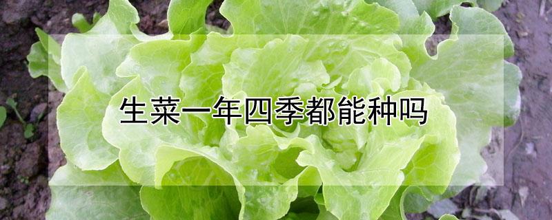 生菜一年四季都能种吗 生菜一年四季都能种吗视频