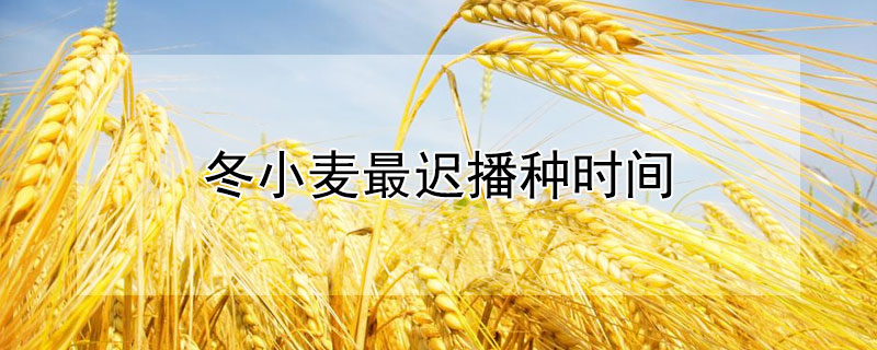 冬小麦最迟播种时间 冬小麦最迟播种时间是几月份
