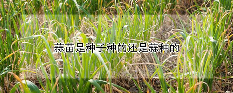 蒜苗是种子种的还是蒜种的 蒜苗是什么种的