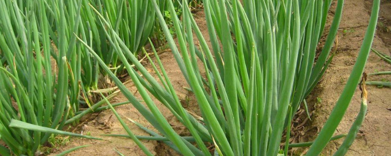 香葱种植技术和管理方法（香葱种植技术和管理方法四季小香葱的）