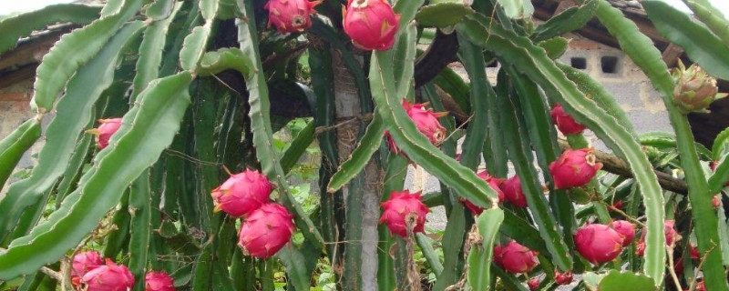 种火龙果几年结果（种火龙果几年开花结果）