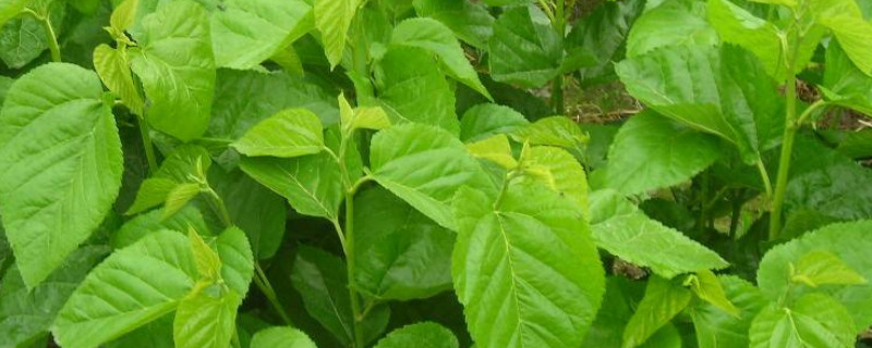 桑树上可以嫁接什么树 桑树上可以嫁接什么树呢