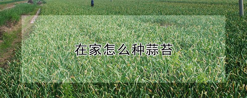 在家怎么种蒜苔（在家怎么种蒜苔种子）