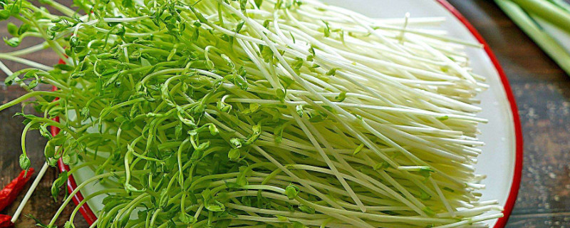 芽菜种植方法 芽菜的种植方法