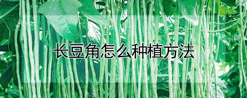 长豆角怎么种植方法（长豆角种植方法和时间）
