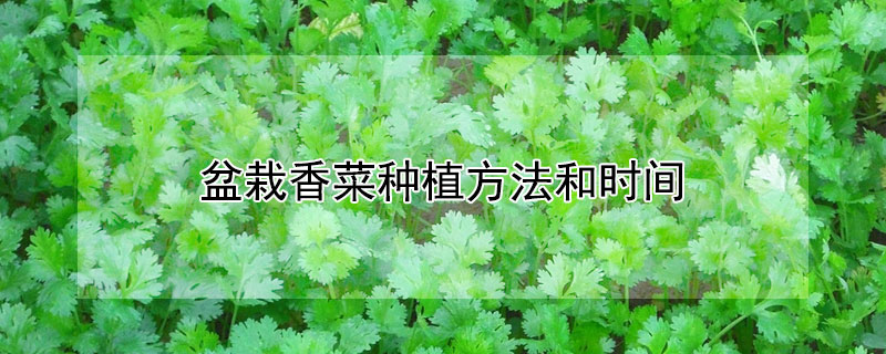 盆栽香菜种植方法和时间 盆栽香菜种植方法和时间视频