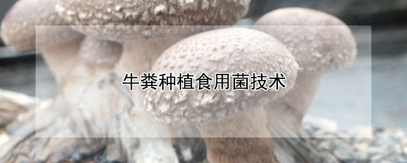 牛粪种植食用菌技术（使用牛粪能培育什么菌）