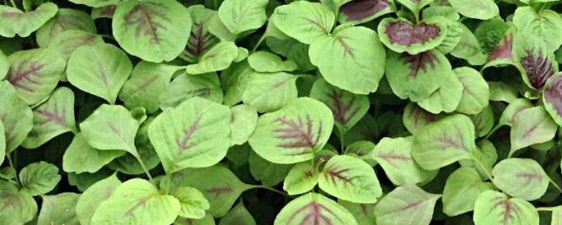 苋菜在家怎么种 苋菜在家怎么种植