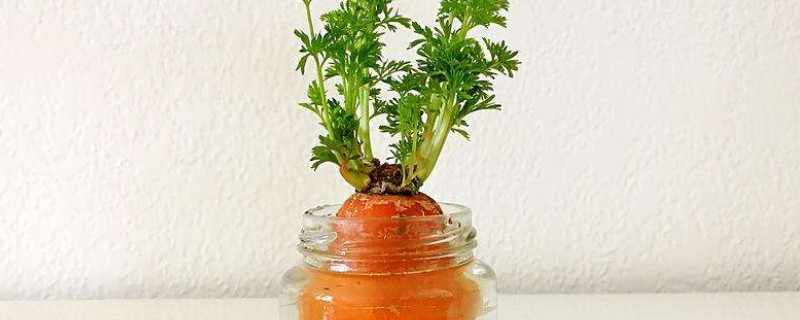 萝卜发芽了怎么水培（白萝卜发芽了怎么水培）