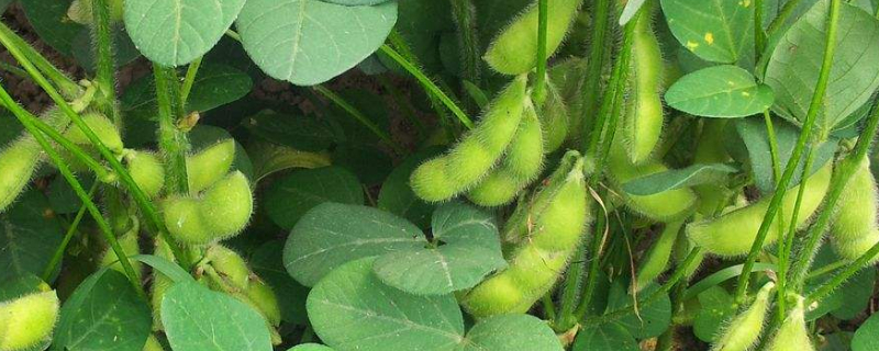 家里毛豆怎么种 家里毛豆怎么种植
