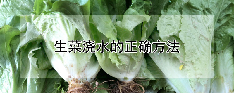 生菜浇水的正确方法（生菜如何浇水施肥）