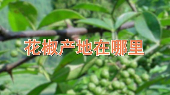 花椒产地在哪里（云南青花椒产地在哪里）