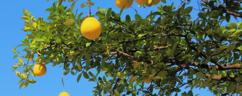 柚子树叶子发黄枯萎是什么原因（柚子树叶子发黄枯萎是什么原因造成的）