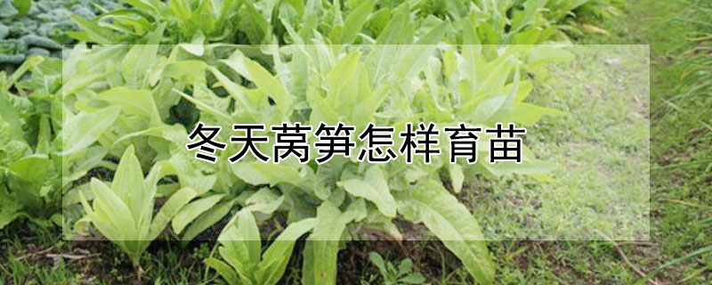 冬天莴笋怎样育苗（怎样育种莴笋苗）
