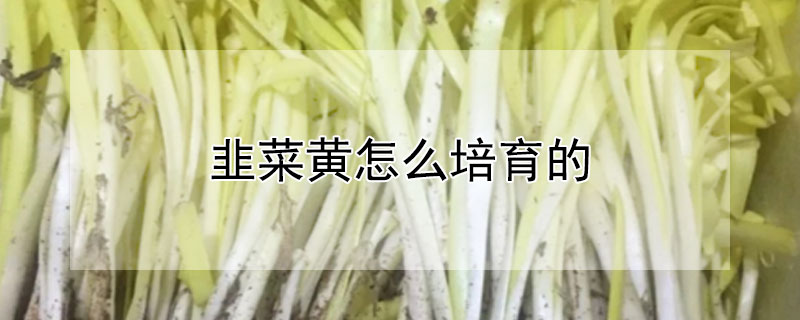 韭菜黄怎么培育的 韭菜黄怎样种植技术?