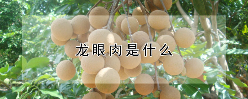 龙眼肉是什么 龙眼肉是什么东西