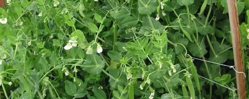 豌豆苗在土里怎样种植 豌豆苗在土里怎样种植视频