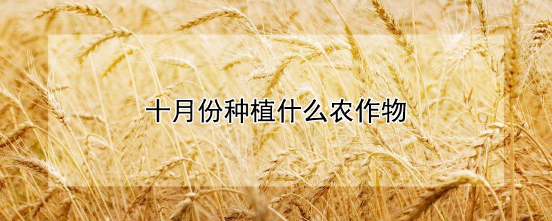 十月份种植什么农作物（十月份有什么农作物）