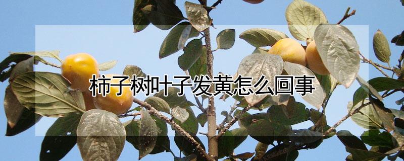 柿子树叶子发黄怎么回事 柿子树掉叶子发黄是怎么回事