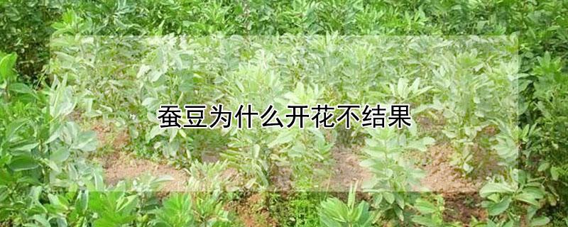蚕豆为什么开花不结果（蚕豆为什么开花不结果的原因）