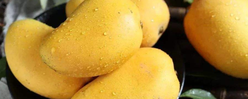 芒果的最佳储存方法（芒果的最佳储存方法是什么）