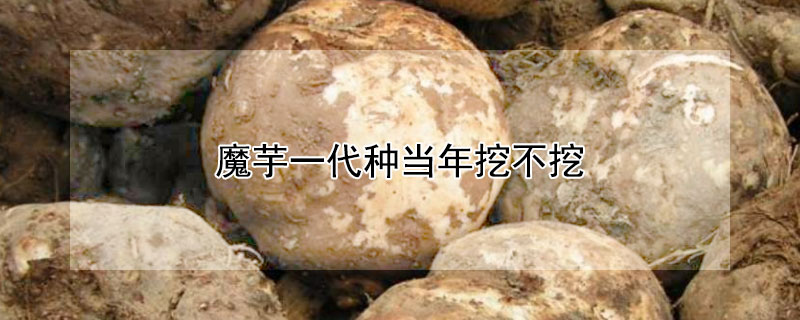 魔芋一代种当年挖不挖 魔芋一代种当年挖不挖土