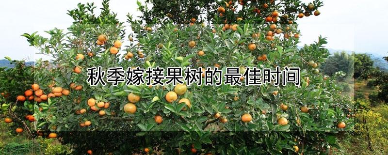 秋季嫁接果树的最佳时间 嫁接果树的最佳时间是什么时间