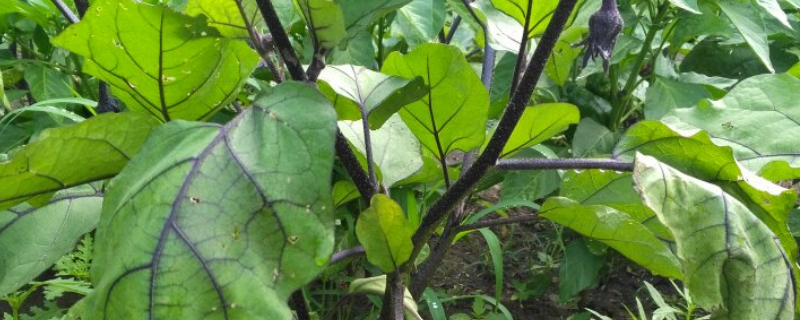 怎样栽茄子秧 怎样栽茄子秧苗