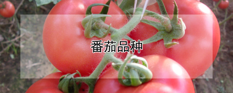 番茄品种 番茄品种十大排名