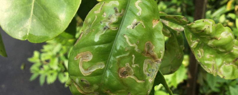 柚子树掉叶子是什么原因（柚子树掉叶子是什么原因引起的）