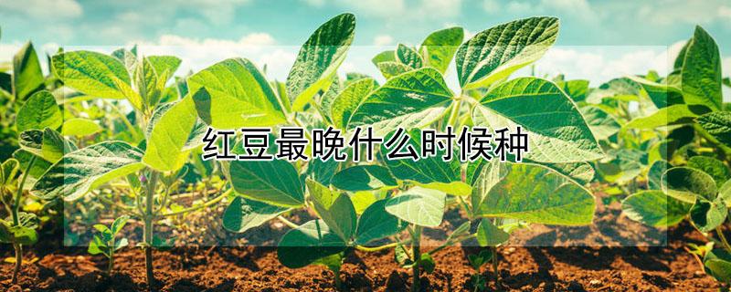 红豆最晚什么时候种 红豆最晚什么时候种植