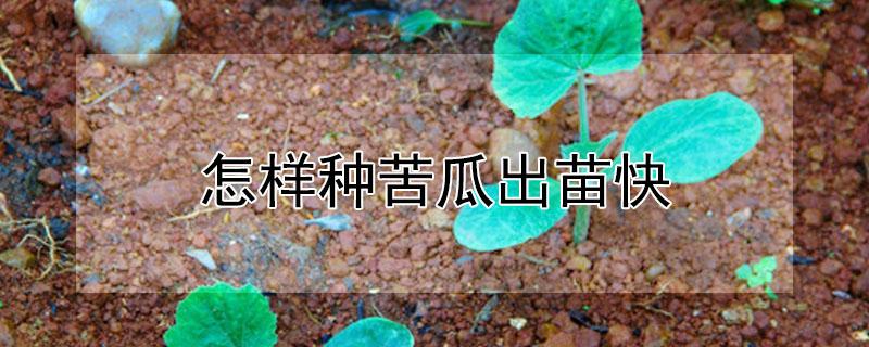 怎样种苦瓜出苗快 苦瓜怎么种出苗快