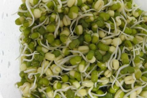 绿豆芽的生长过程记录