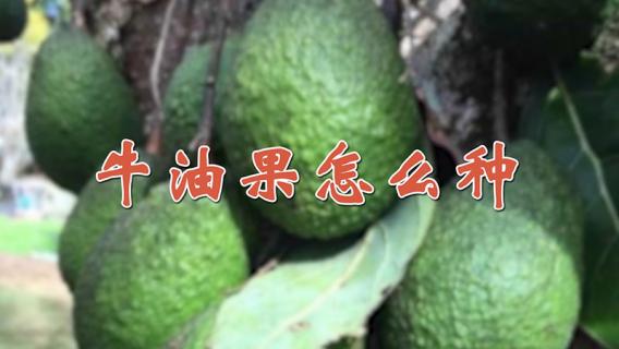 牛油果怎么种 牛油果怎么种植方法视频