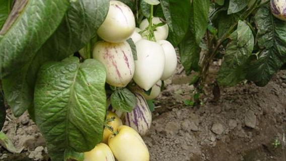 人参果树苗什么时候种最好（人参果树苗什么时候移栽最好）