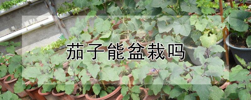 茄子能盆栽吗 茄子盆景怎么养