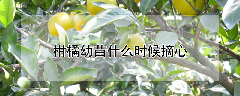 柑橘幼苗什么时候摘心（柑橘幼苗什么时候摘心最好）