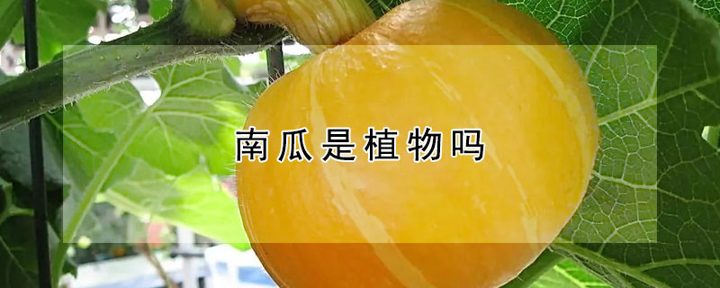 南瓜是植物吗（冬瓜南瓜是植物吗）